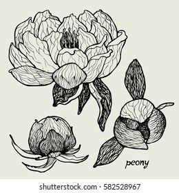 the peonies, illustration