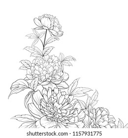Peonies ink background. Spring flowers bouquet of line style flower garland. Label with peony flowers. Vector illustration.