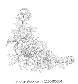 Peonies ink background. Vector illustration.