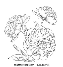 Peonies isolated on white background. Spring summer flowers vector illustration.