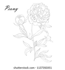 Peonies and leaves, flower buds. Line art on white background. Botanical sketch, ink drawing. Hand drawn vector floral illustration