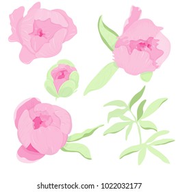 Peonies on a stand on white isolated background, elements of design. Vector illustration.