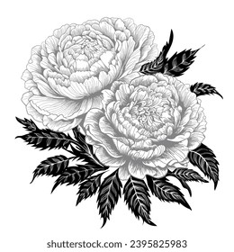 peonies on a white background