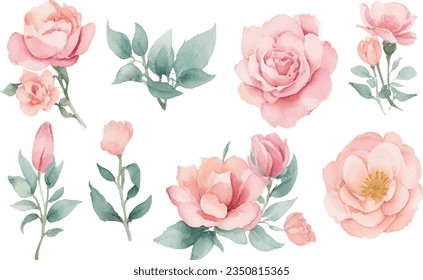 Peonies on white isolated background. Watercolor Flowers. Watercolour floral vector illustration set