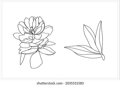 Peonies    pattern illustration.Image on a white background.