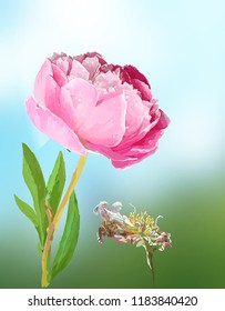 Peonies. Scenic image of flowers in vector.
