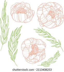 Peonies set. Isolated buds and leaves. Outline vector illustration
