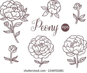 Peonies. Ilustración lineal vectorial. Flores de jardín