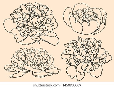 Peonies vector. Seth garden flowers