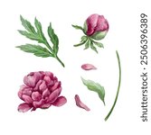 Peonies watercolor set. Flower, bud, stem, leaf, petal. Vector illustration. Greeting cards, wedding invitations and large holiday banners, posters.