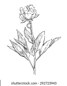 Peons flower sketch. Vector line artwork. Floral element.
