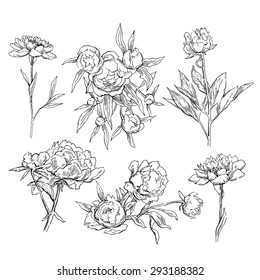 Peons flower sketch. Vector line artwork. Floral element.