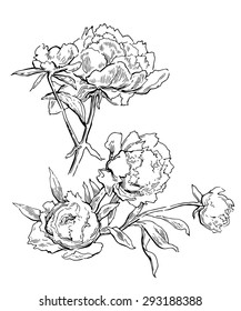 Peons flower sketch. Vector line artwork. Floral element.