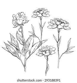 Peons flower sketch. Vector line artwork. Floral element.