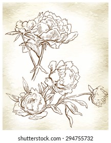 Peons flower sketch. Vector line artwork. Floral element.