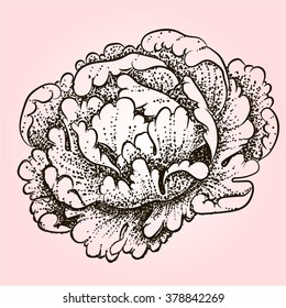 peony