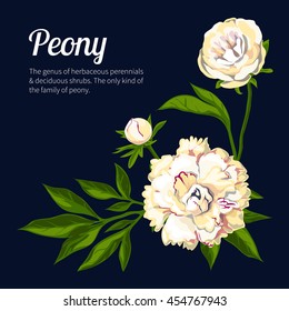 Peony