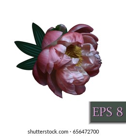 Peony