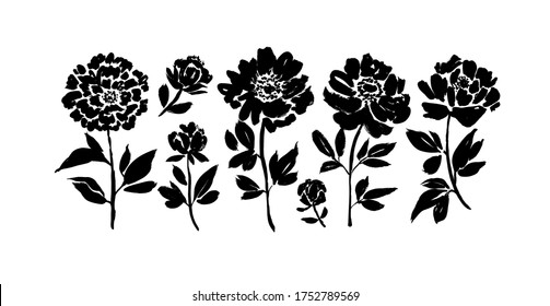 Peony and anemones hand drawn paint vector set. Ink drawing flowers and plants, monochrome artistic botanical illustration. Isolated floral elements, hand drawn illustration. Brush strokes silhouette.