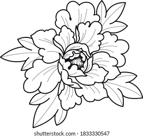 elementos decorativos de arte peony 