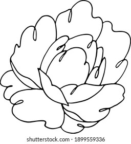 peony with a black line on a white background