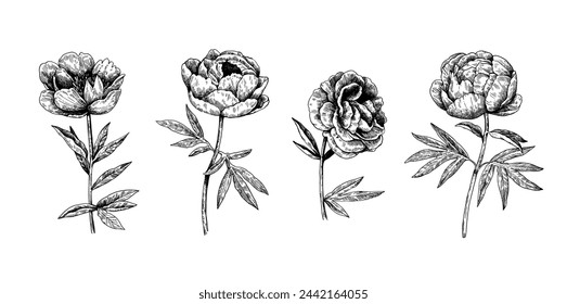 Peony black and white illustration in vintage etching style isolated on white background. Vector illustration.