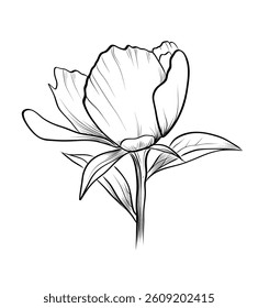Peony blooming flower vector illustration