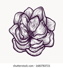 Peony blooming flowers hand drawn isolated colorful and outline vector clipart. plant elements for graphic design and your creative projects, posters, postcards, invitations and tattoos.