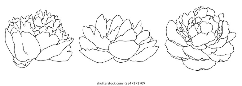 Peony blossom in bloom black outline illustration. Hand drawn realistic detailed vector clipart collection isolated.