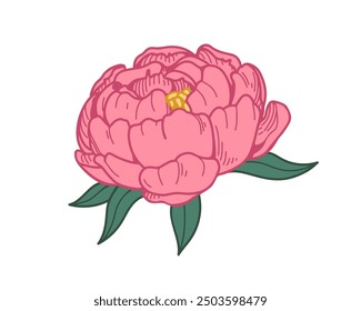 Peony blossom, gorgeous flower and leaf. Floral bud, delicate petals, bloom. Natural botanical design element, vintage retro drawing. Hand-drawn vector illustration isolated on white background