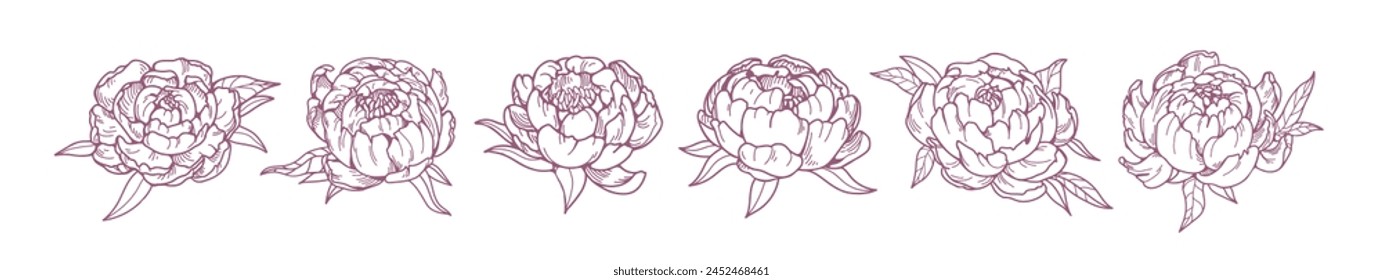 Peony blossoms, hand-drawn outlined drawings set. Floral buds, blooms in vintage style. Gorgeous botanical sketch, etched and engraved. Contoured vector illustration isolated on white background