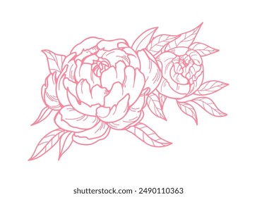 Flores de peonía. Botones de flores con contorno, dibujo grabado vintage. Flores florales de estilo retro, pétalos y hojas delicadas. Ilustración vectorial botánica detallada dibujada a mano aislada sobre fondo blanco