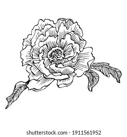 Peony botanical flower. Isolated illustration element. Vector hand drawing wildflower for background, texture, wrapper pattern, frame or border.