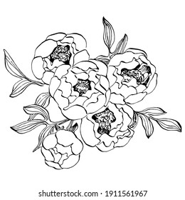 Peony botanical flower. Isolated illustration element. Vector hand drawing wildflower for background, texture, wrapper pattern, frame or border.