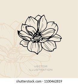 Peony botanical illustration. Vector floral sketch 