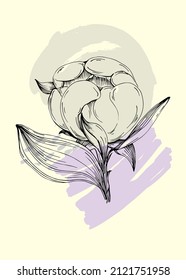 Peony botanical wall art. Peonies line art drawing with abstract shape. Abstract plant art design for print, cover, wallpaper, minimal and natural wall art.