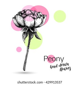 Peony branch, flowers and leaves for wedding or birthday card. Vector illustration.