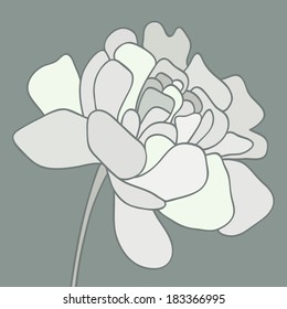 peony bud