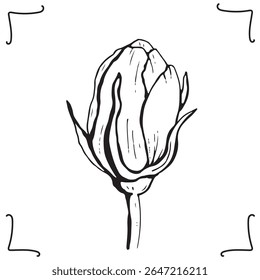 Peony bud, imagem desenhada à mão. Ilustração vetorial.