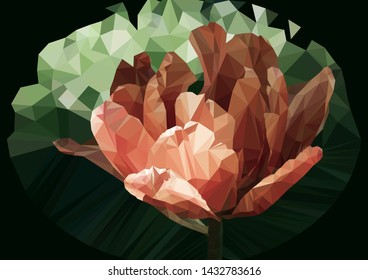 Peony Bud on a dark background. Low-poly style - Vector.