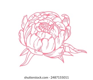 Peony bud. Outlined engraved flower blossom. Vintage retro style botanical drawing. Blooming plant, floral design element. Contoured etched hand-drawn vector illustration isolated on white background