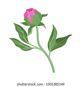 Peony bud. Vector illustration on a white background.