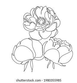 Peony collection with linear art isolated on white background. Vector hand illustration. Botanical line drawing minimalist