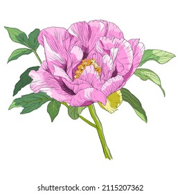 Peony. Color vector illustration isolated on white background.