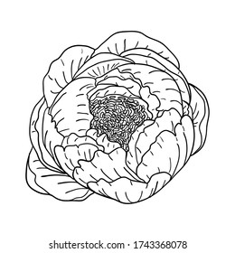 Peony contour line of black color isolated on white background, stock vector illustration 