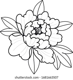 obras de arte de flores decorativas de peones