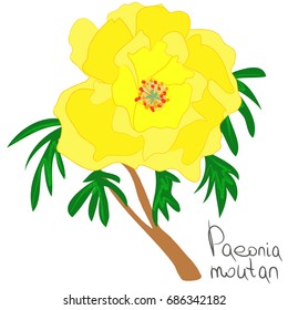 Peony is dendritic. Yellow flower.