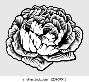 Peony Detailed Vector Illustration