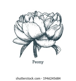 Peony drawing in engraving style. Vector sketch of a flower. Graphic illustration of a plant bud. Used for sticker, shop label etc.