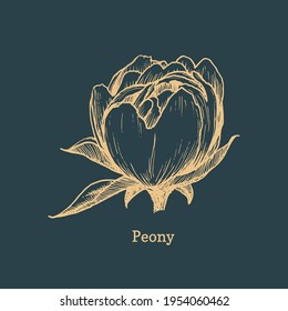 Peony drawing in engraving style. Vector sketch of a flower on black background. Graphic illustration of a plant bud. Used for sticker, shop label etc.